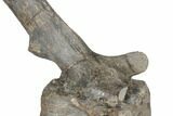 Hadrosaur (Hypacrosaur) Caudal Vertebra with Stand - Montana #192743-6